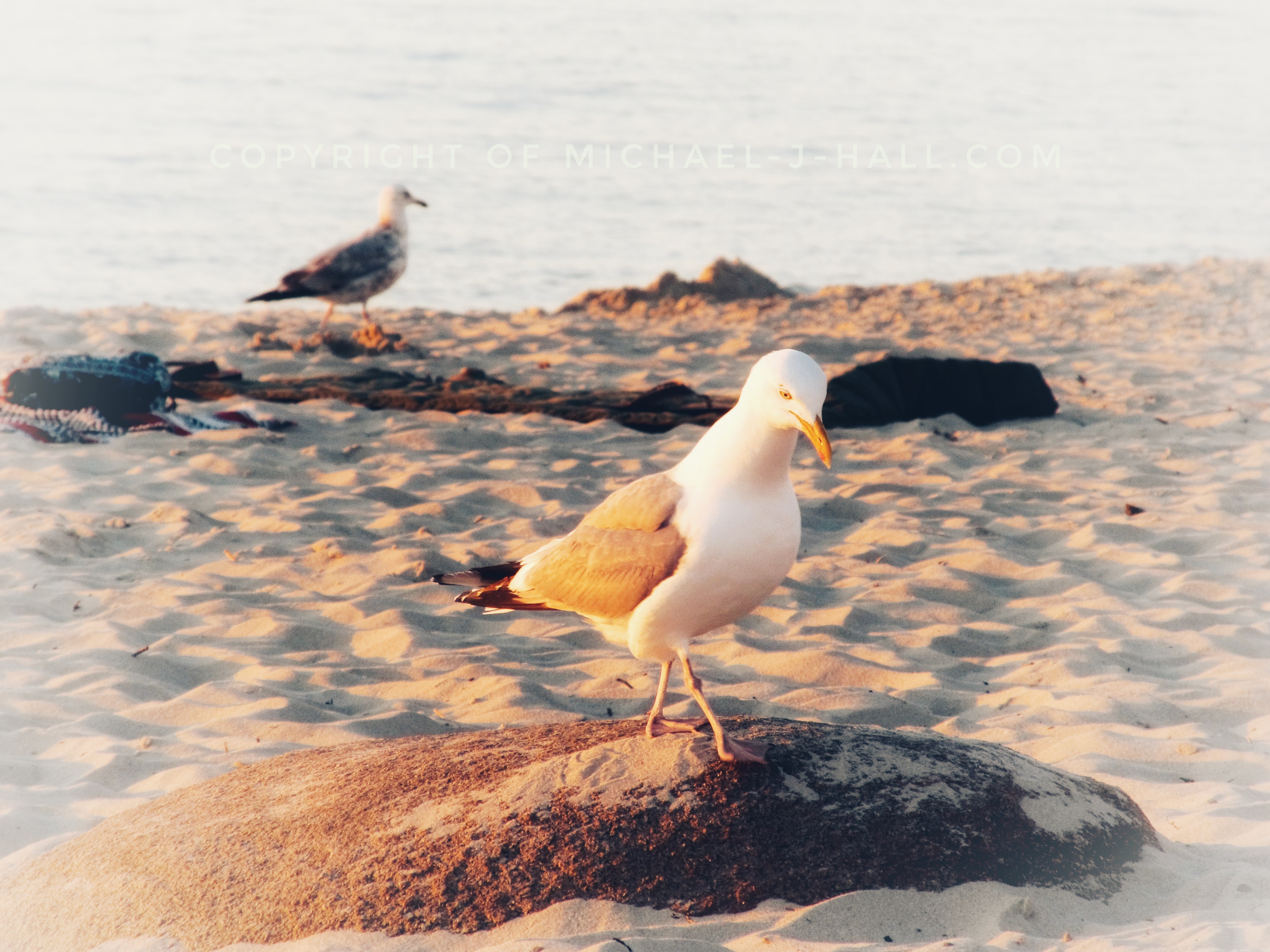 A smooth-feathered herring gull struts across the rough surface of a stone slab inspecting the surrounding sands for the last tempting morsels of the day to share with its mate lurking nearby.