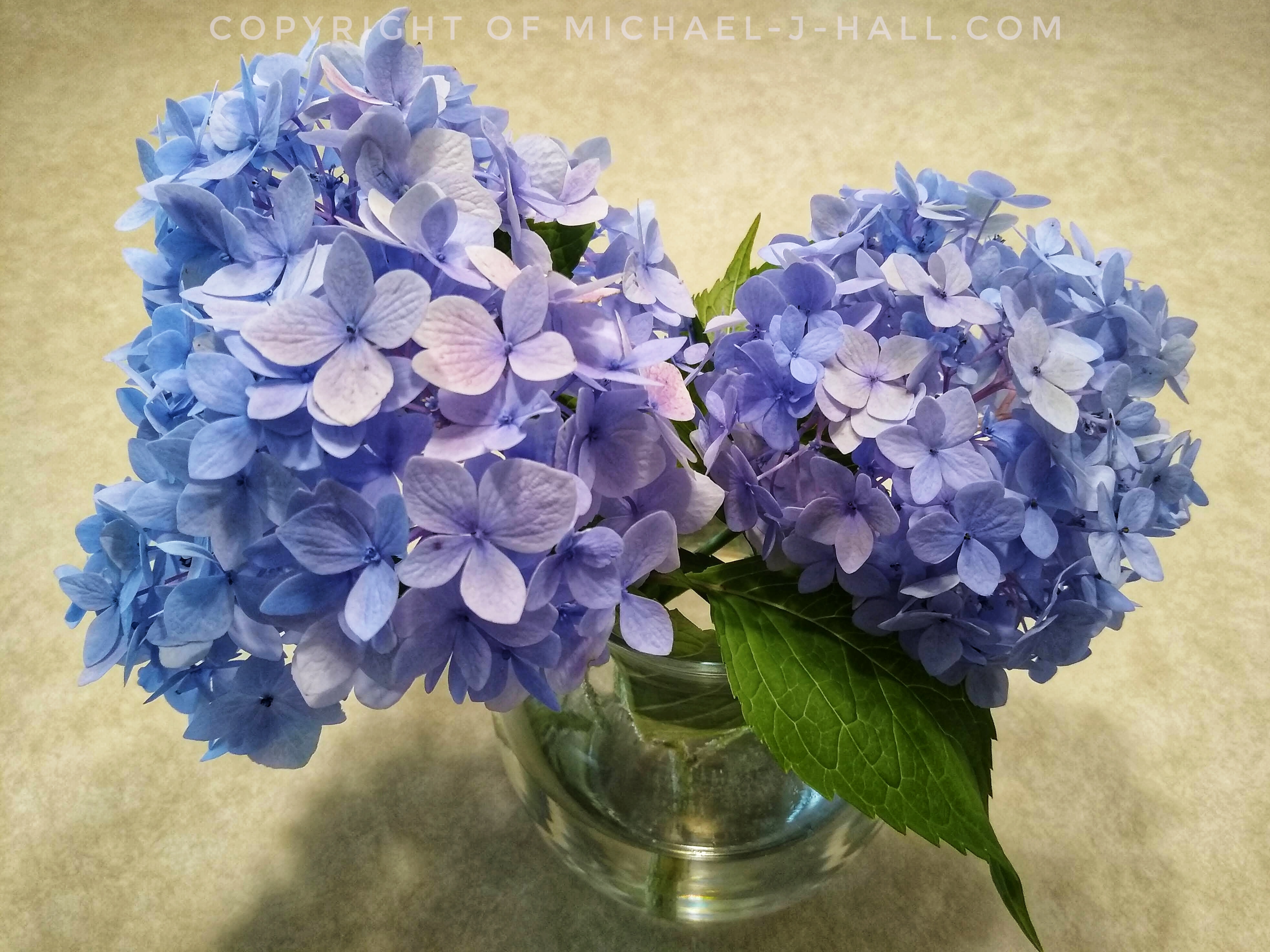A pair of freshly cut, fully laden flower heads of hydrangea in powdery shades of blue and lavender pose gaily atop a clear, globed vase.