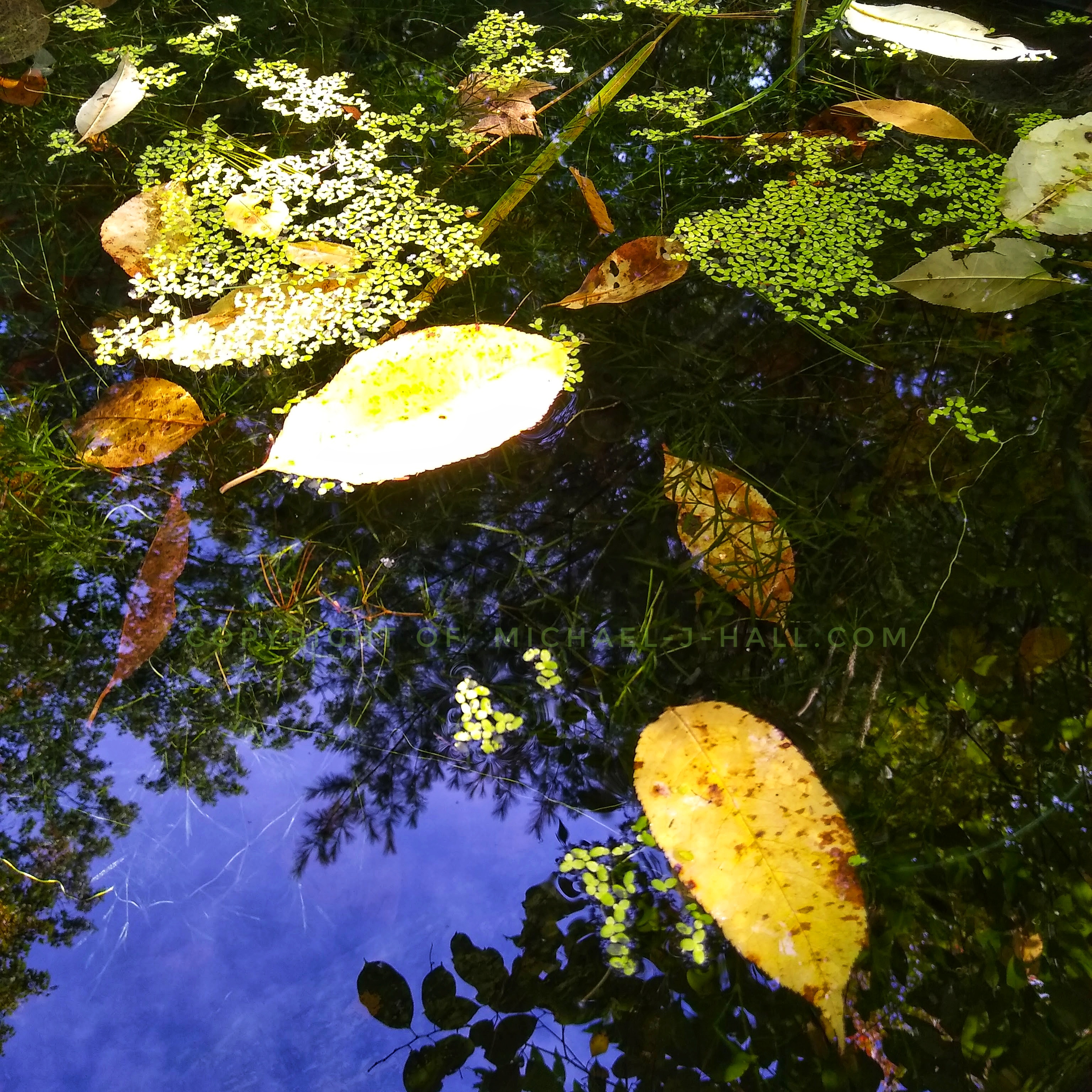 Winter has not yet arrived, yet fallen leaves and aquatic plants appear frozen in the chilly waters of a placid pond, also, managing to capture on its surface the deep blue of the cool sky above.
